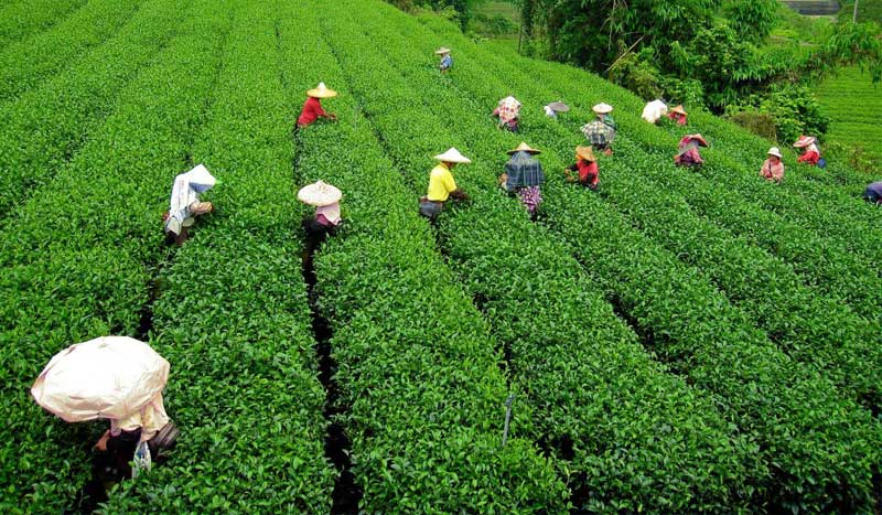 Darjeeling Mail tour of Deccan Odyssey
