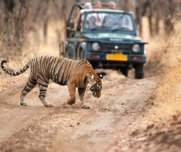 Ranthambore tours