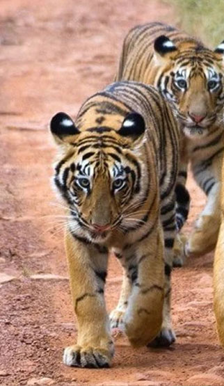 Maharashtra Wild Trail Tour of Deccan Odyssey