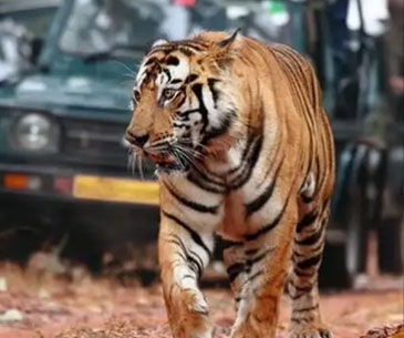 Maharashtra Wild Trail Ticket Price